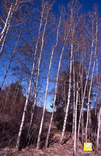 Fleurs de Bach suisses ODINELIXIR Nr 2 Aspen Peuplier tremble