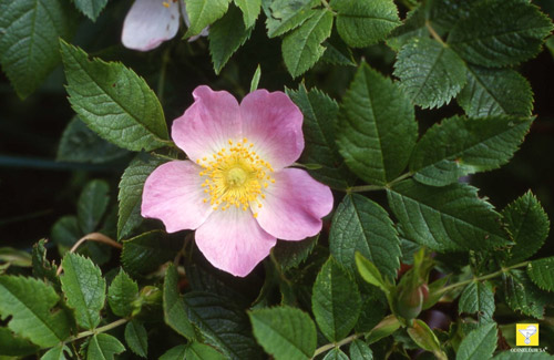Fleurs de Bach suisses Nr 37 Wild Rose